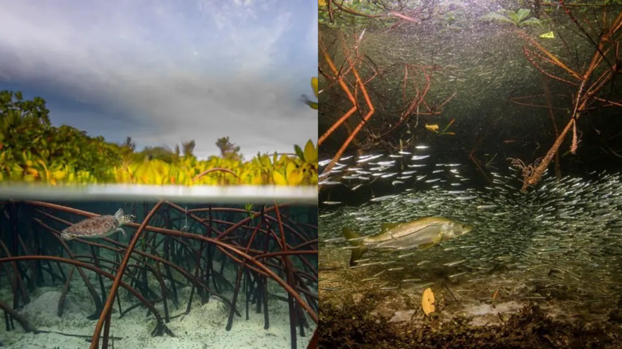 Mangroves