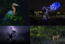 Mangroves