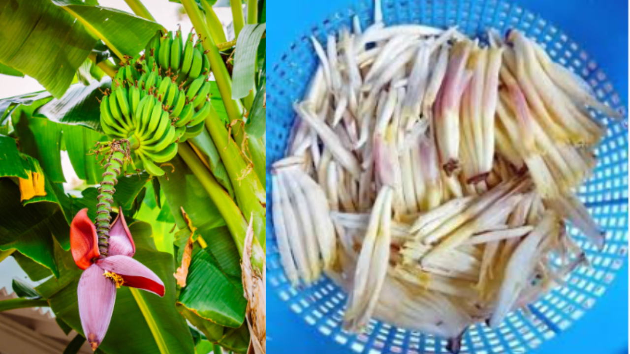 Banana Flower