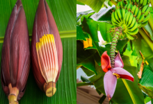 Banana Flower