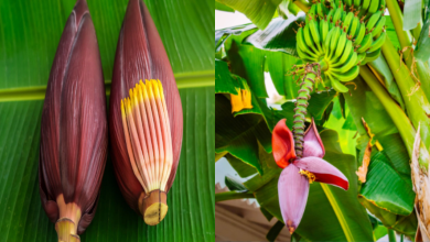 Banana Flower