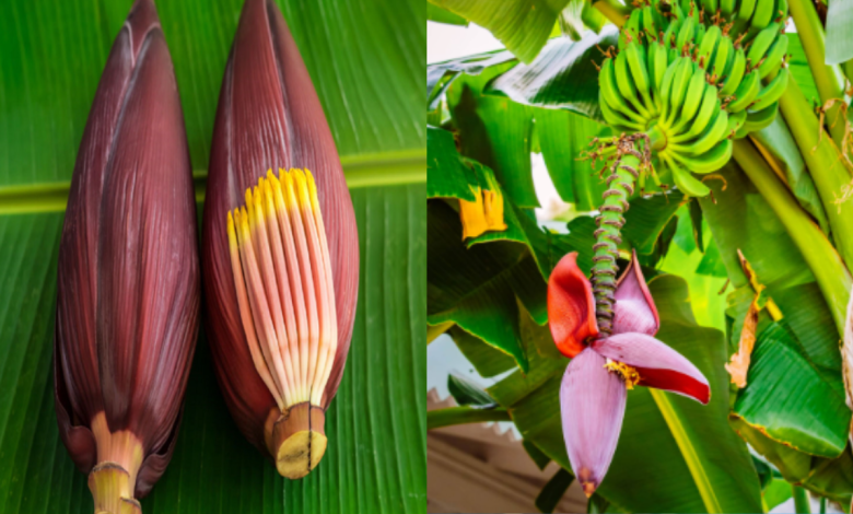 Banana Flower