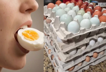Country Chicken Egg Vs Farm Egg