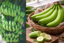 Raw Banana