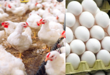 Chicken And Eggs