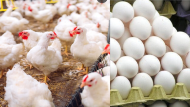 Chicken And Eggs