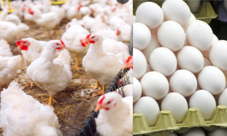Chicken And Eggs